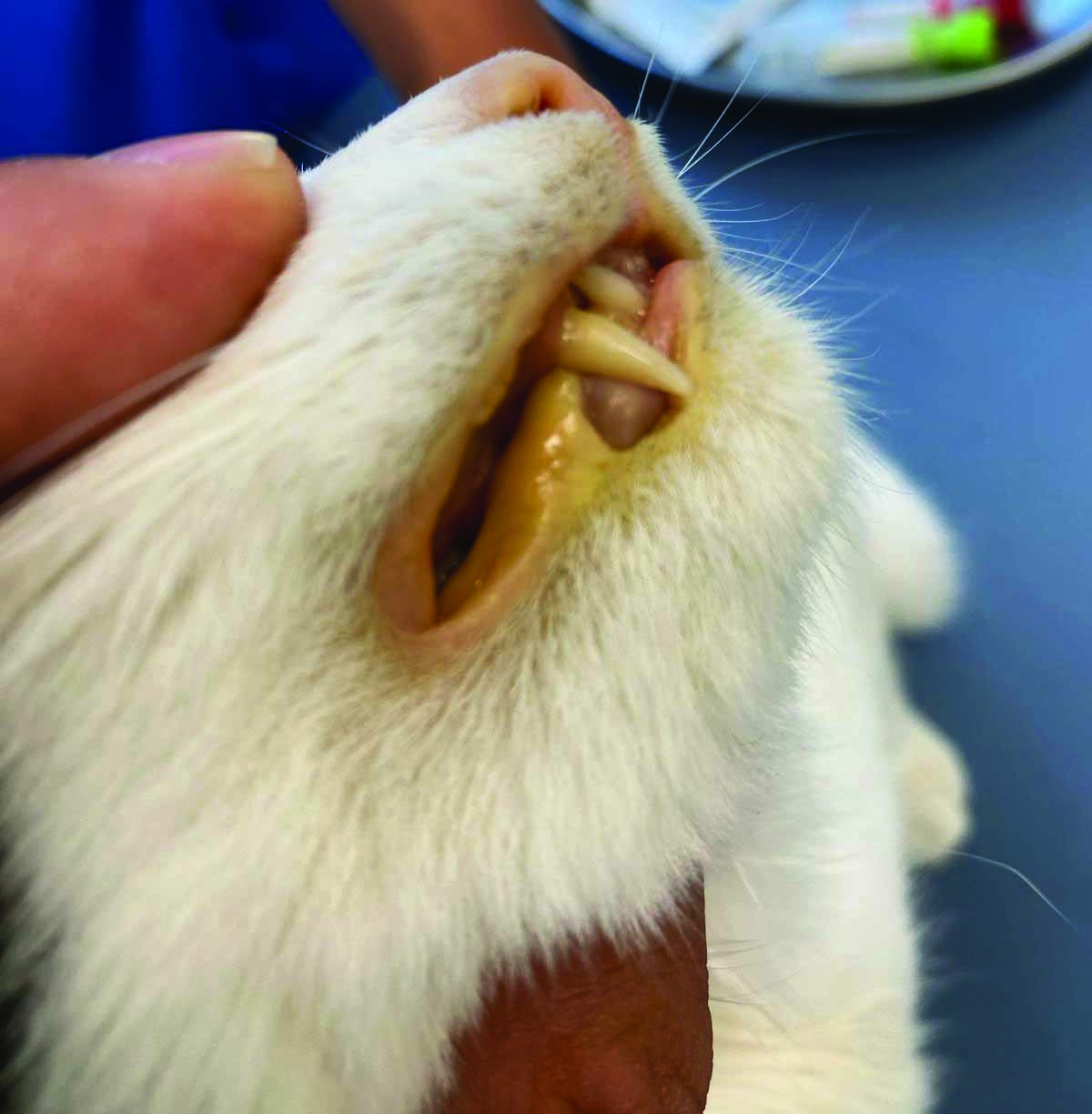 A cat with jaundice.