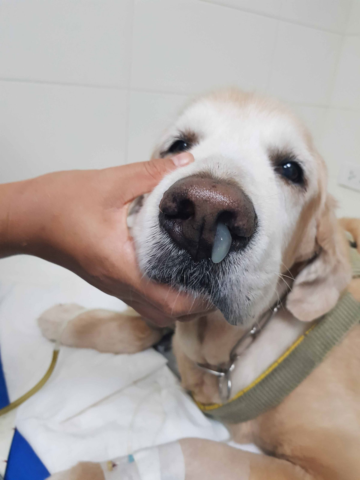 A dog showing nasal discharge.